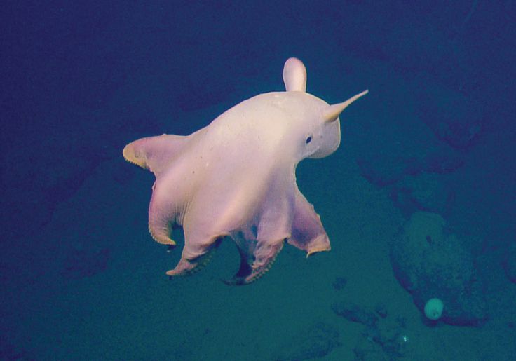 Gurita Grimpoteuthis