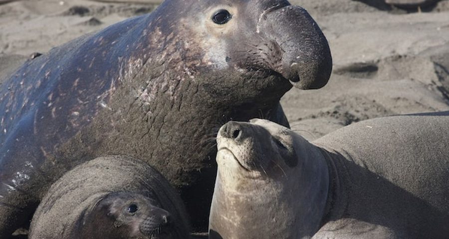 Gajah Laut