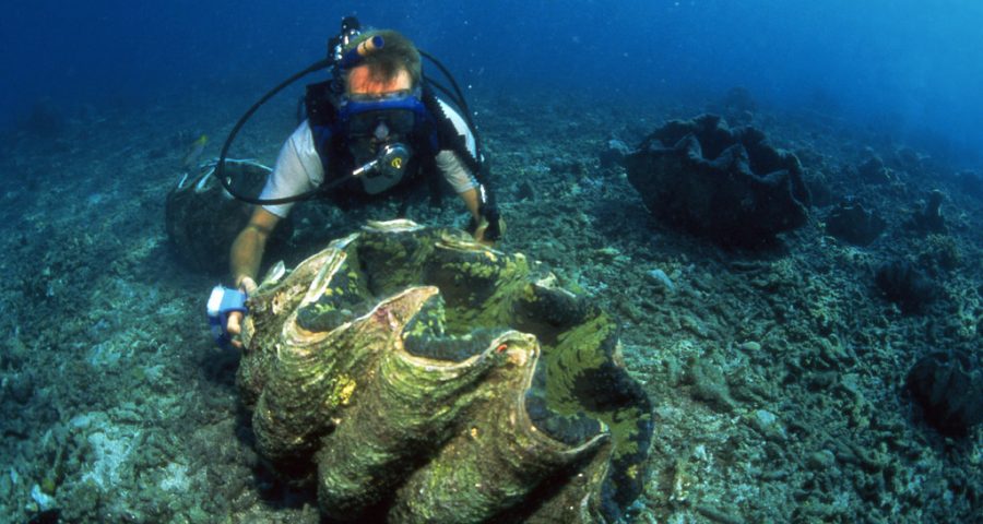 kima laut yang dilindungi