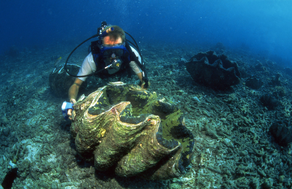 kima laut yang dilindungi