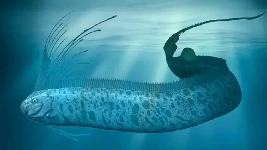 Ikan Oarfish, Kemunculannya Kerap Disebut Pertanda Bencana