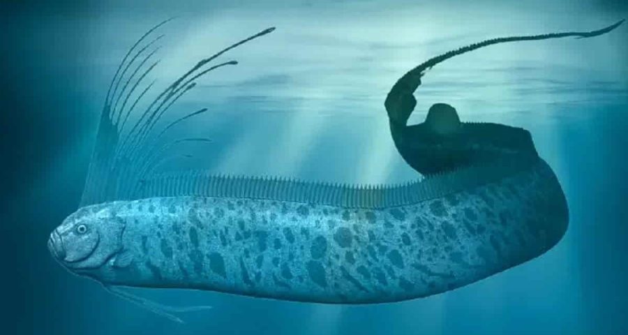 Ikan Oarfish, Kemunculannya Kerap Disebut Pertanda Bencana