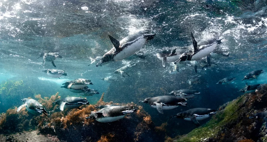 Penguin Galapagos