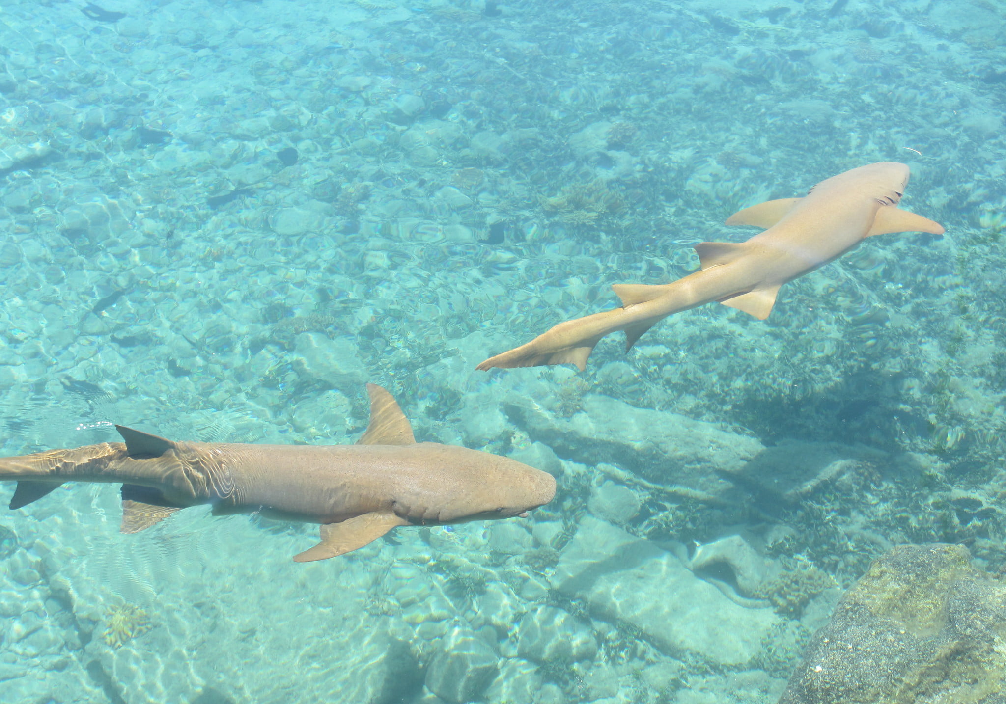 Ikan Langka Di Indonesia Yang Statusnya Kini Terancam Punah