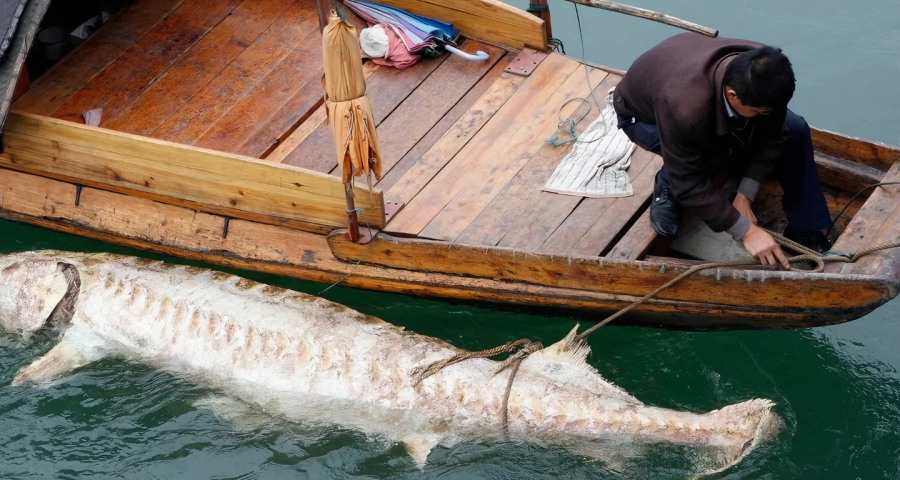 Ikan Sturgeon Penghasil Caviar