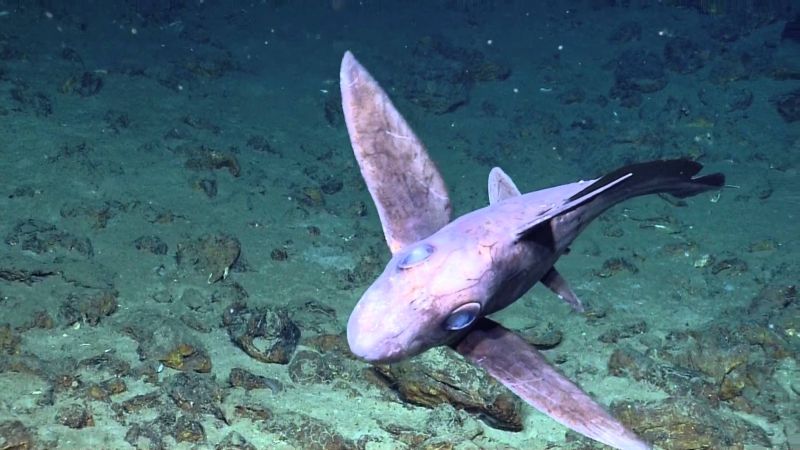 Hiu Hantu, Chimaera Bawah Laut Dengan Bentuk Menyeramkan