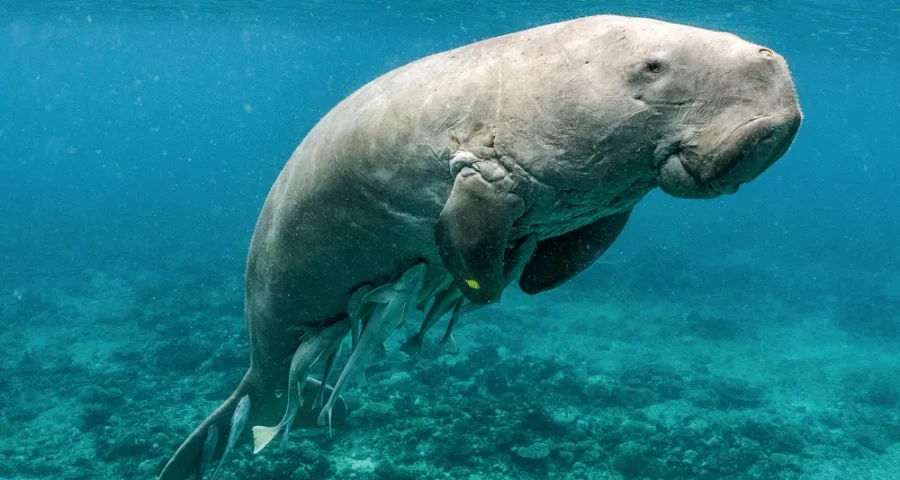 Dugong