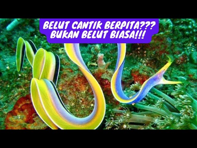 Belut Pita, si Unik & Cantik Dari Bawah laut